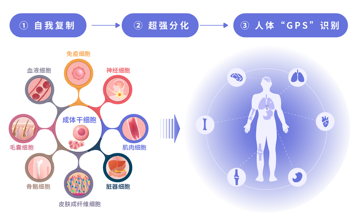 人体"gps"识别能力    复制分化后,干细胞会随着循环系统 "长途跋涉"