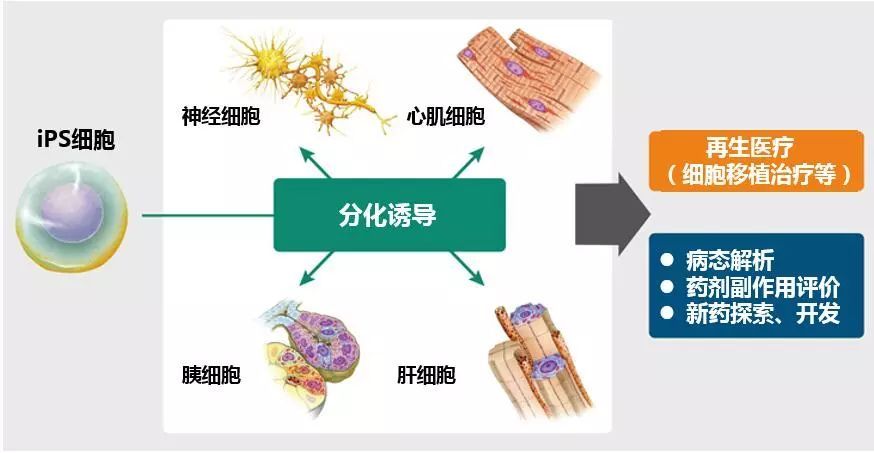 ips细胞研发
